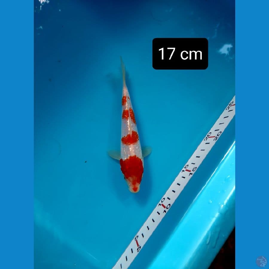 kohaku 17 cm