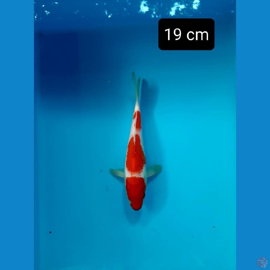 kohaku 19 cm