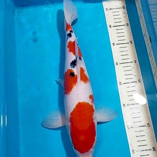 ORIGINAL SANKE 38 CM