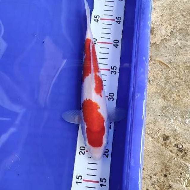 Kohaku 30cm