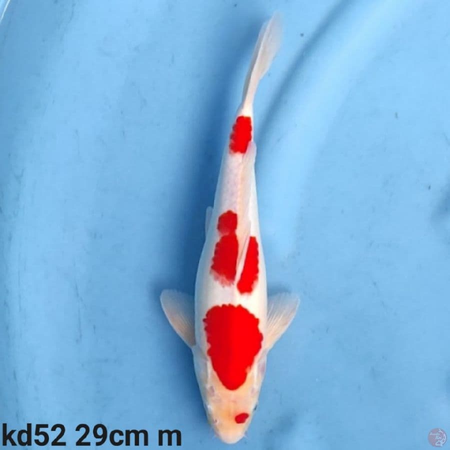 kohaku 29cm