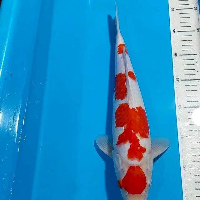 ORIGINAL KOHAKU 36 CM JANTAN