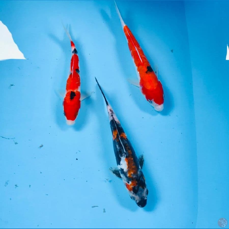 mix koi, 20cm