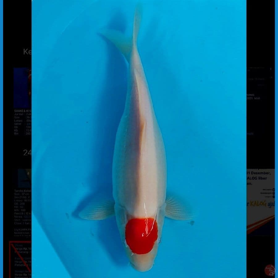 TANCHO 37 CM ®