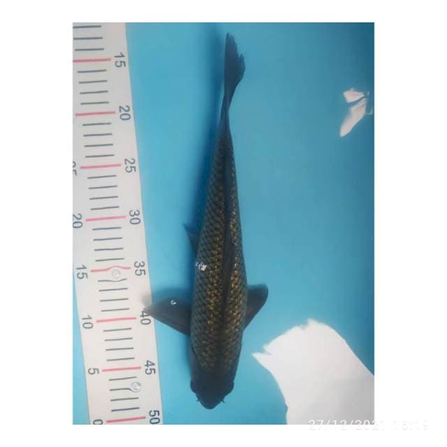 Black soragoi ginrin 34 cm
