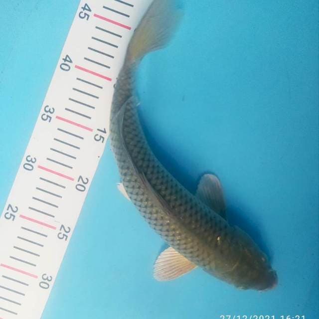 Soragoi ring rapi 33 cm