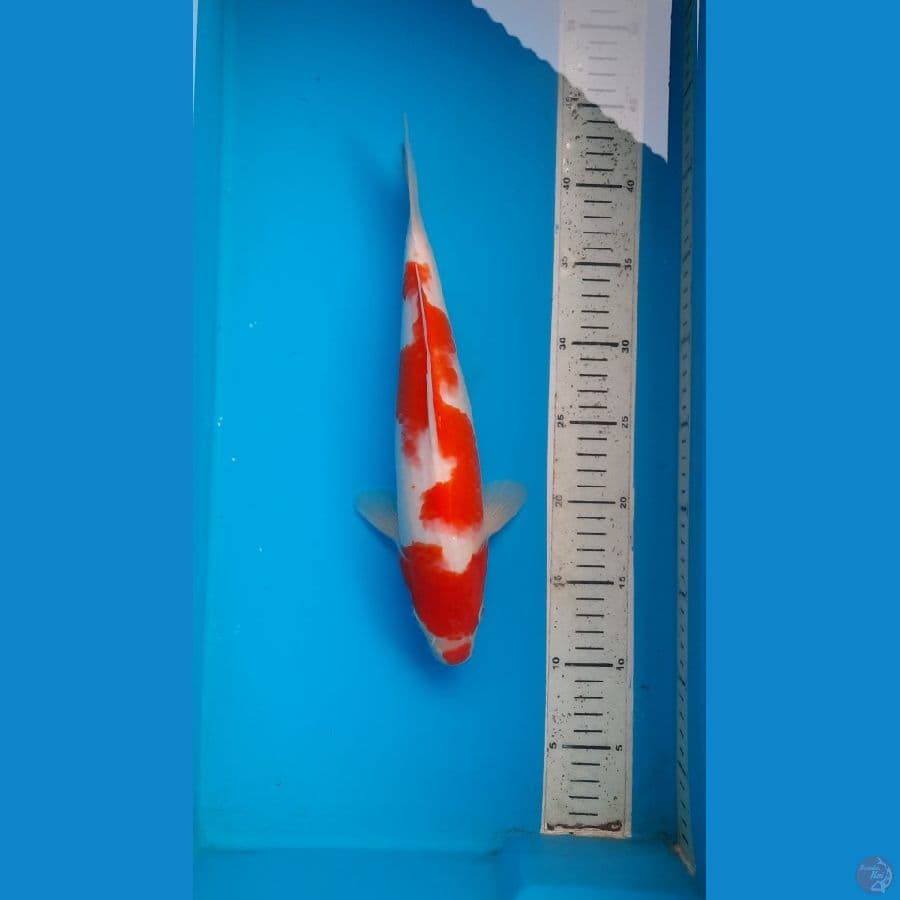 kohaku 32cm