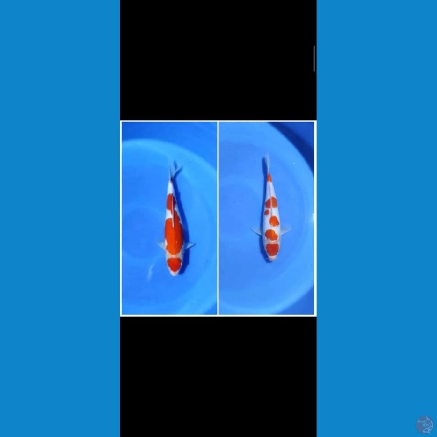 maruten kuhaku