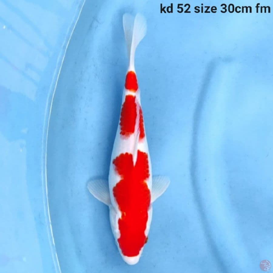 kohaku original 30cm
