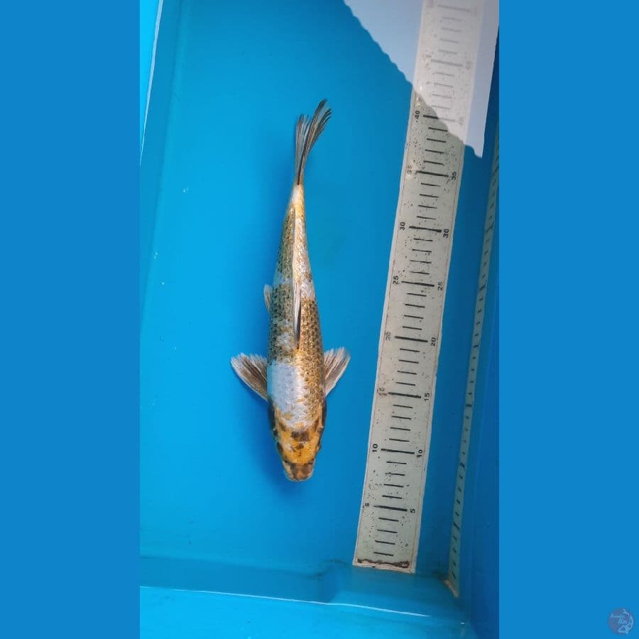 kin showa 31cm