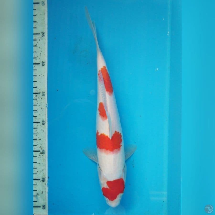 KOHAKU 32cm female