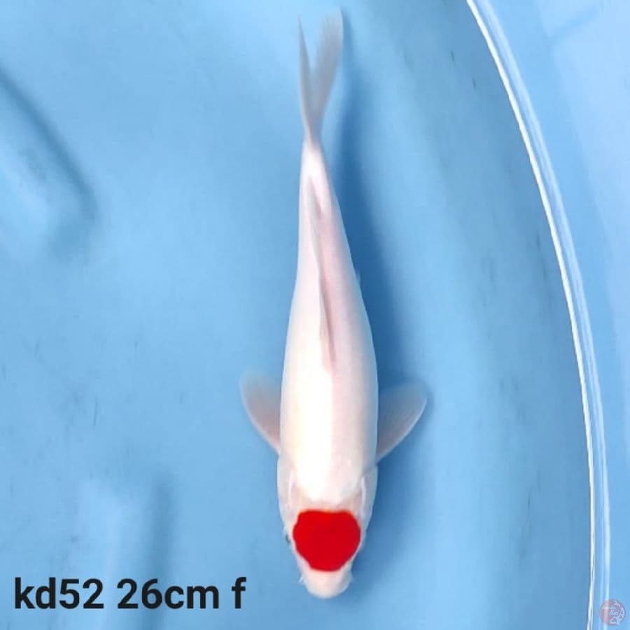 Tancho kohaku joss
