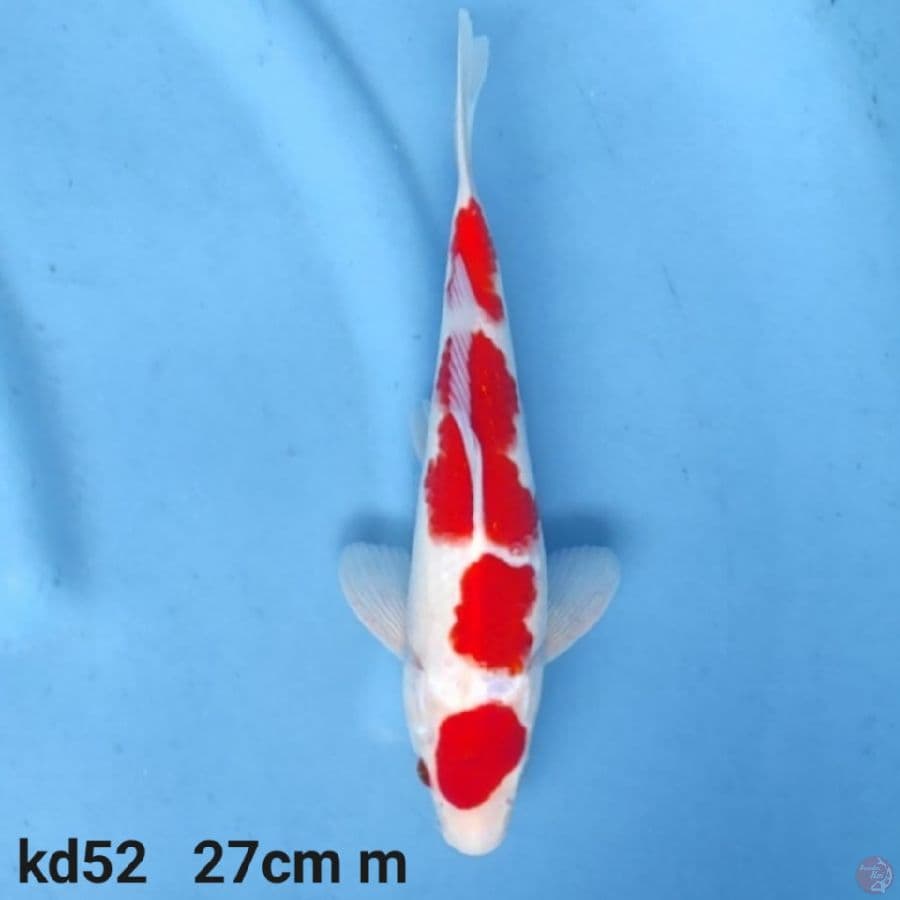 maruten red kohaku