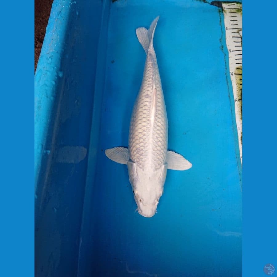 platinum 33 cm
