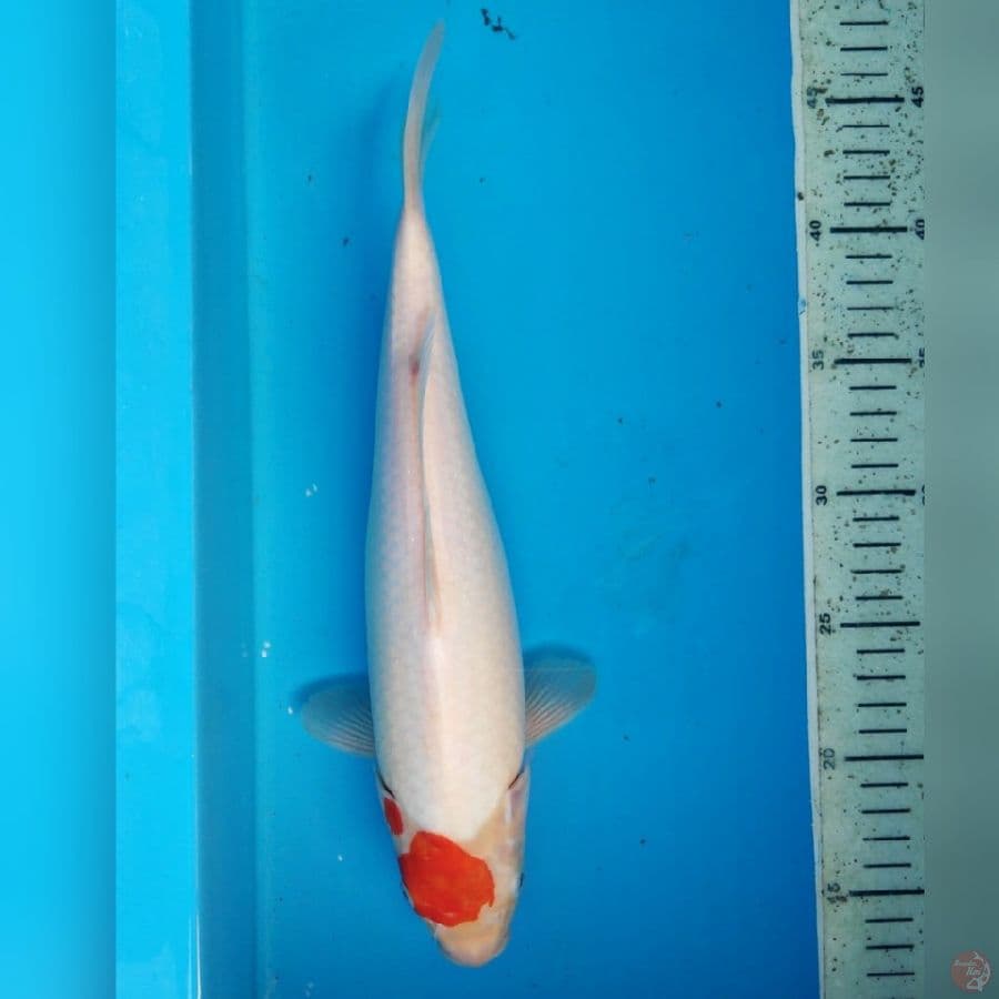TANCHO ORI 32cm female