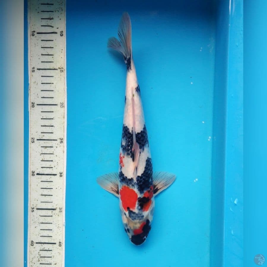 SHOWA 31cm male