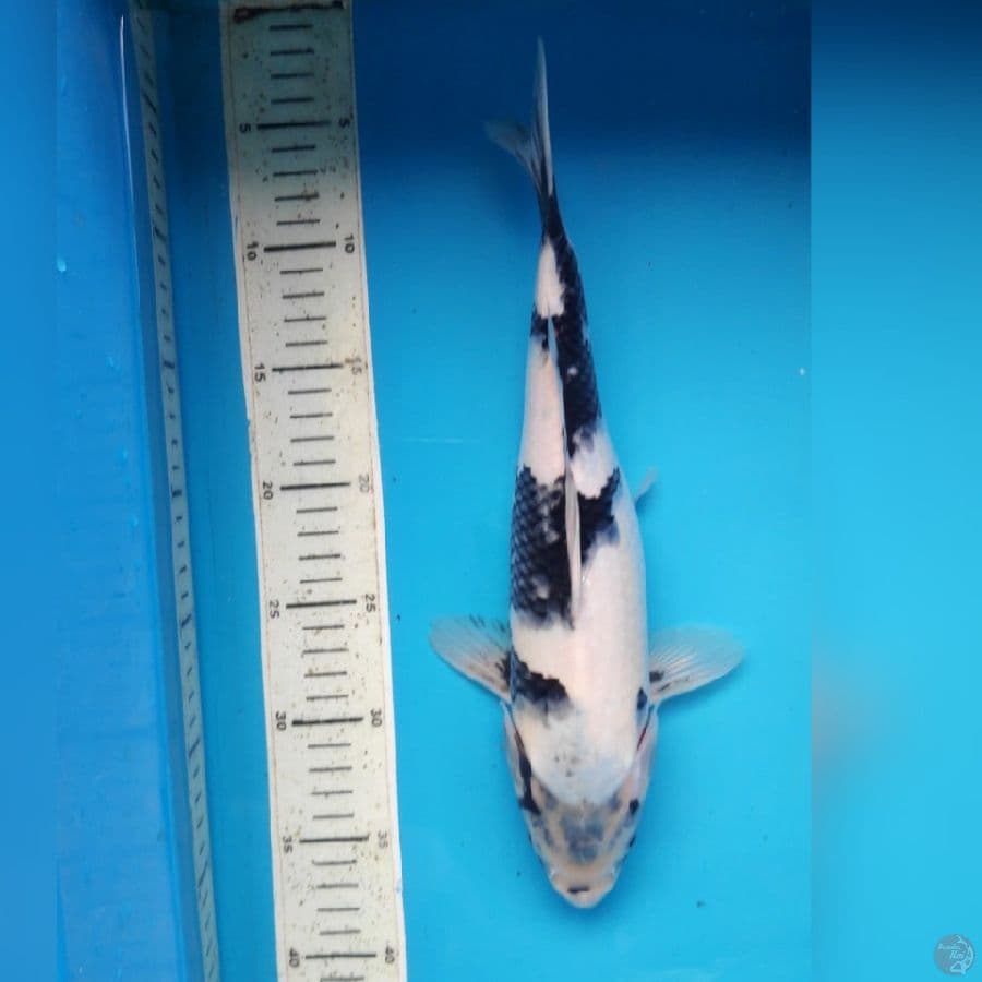SHIRO 33cm female