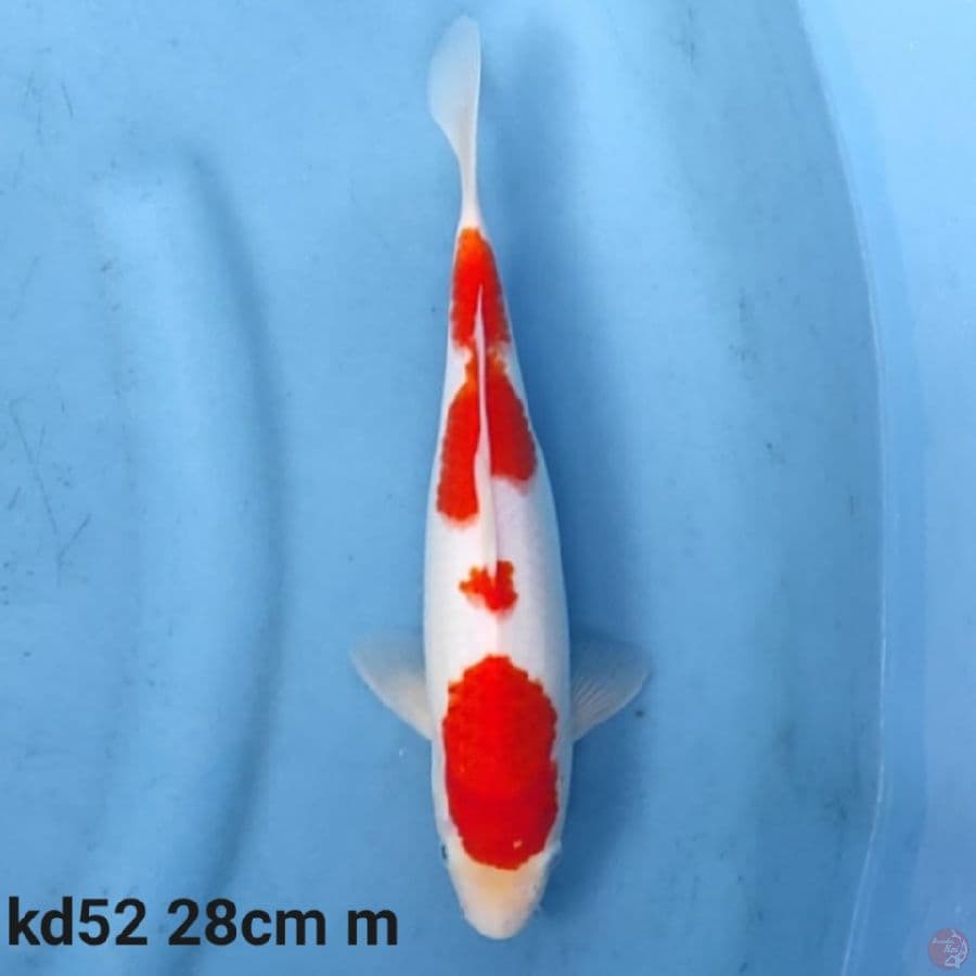 kohaku 28cm