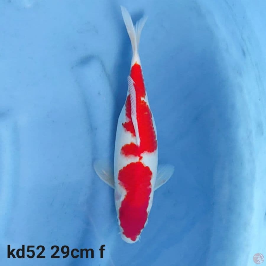 kohaku