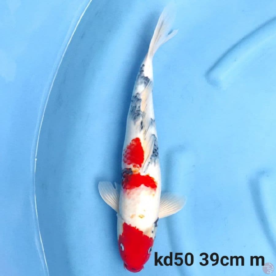 kage showa F1 39cm