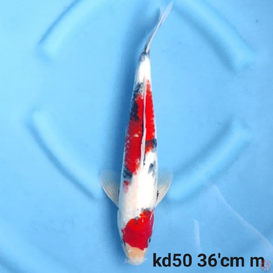 kindai showa f1 36cm