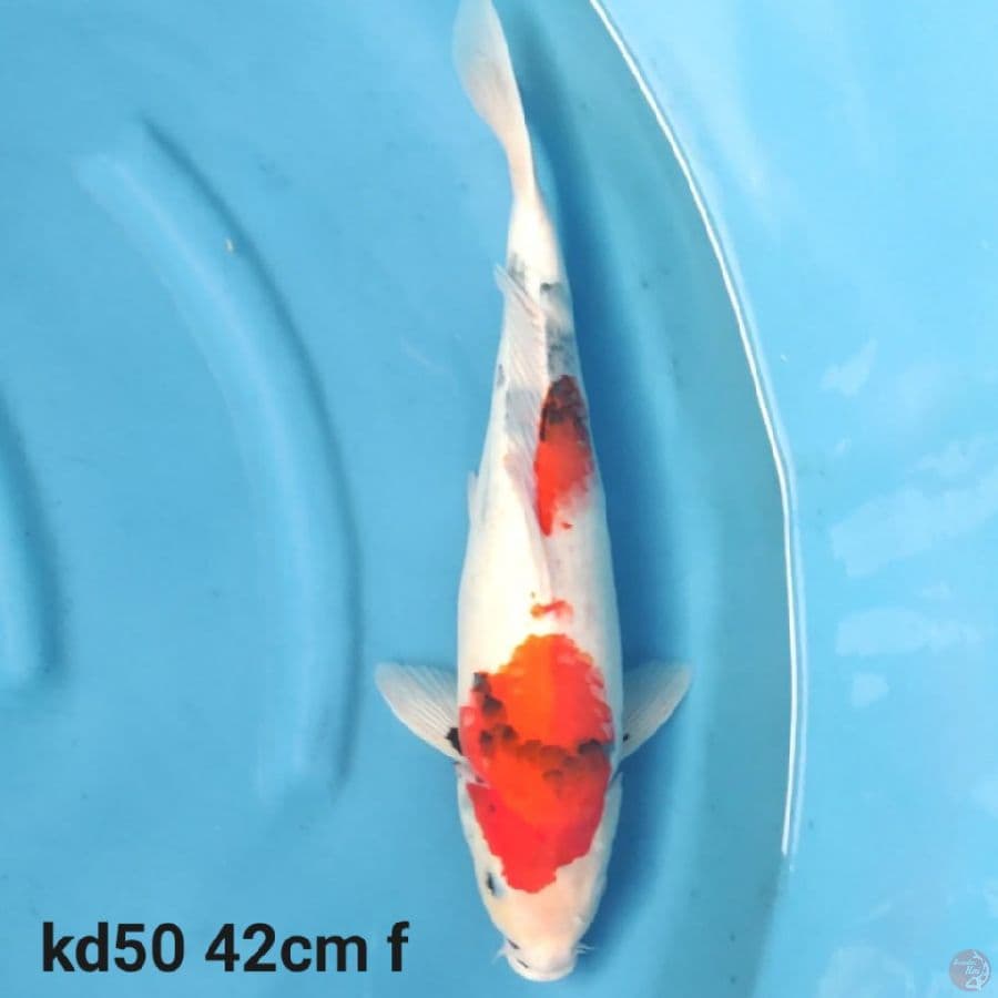 showa prospek jumbo 42cm