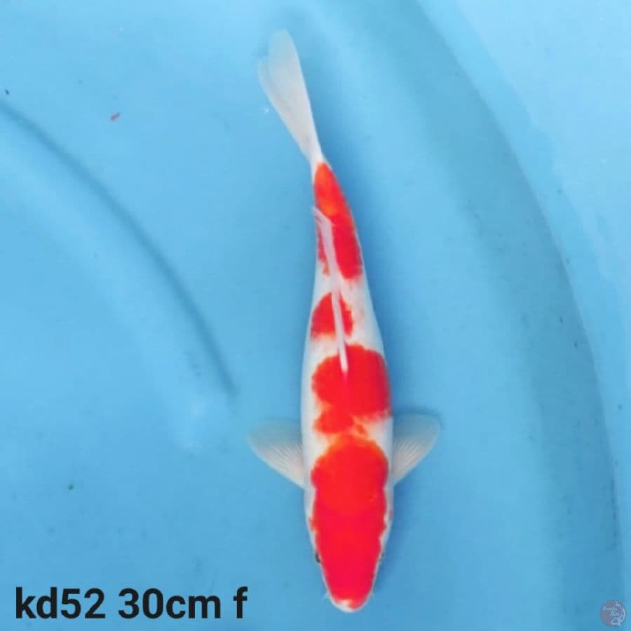 kohaku 30cm