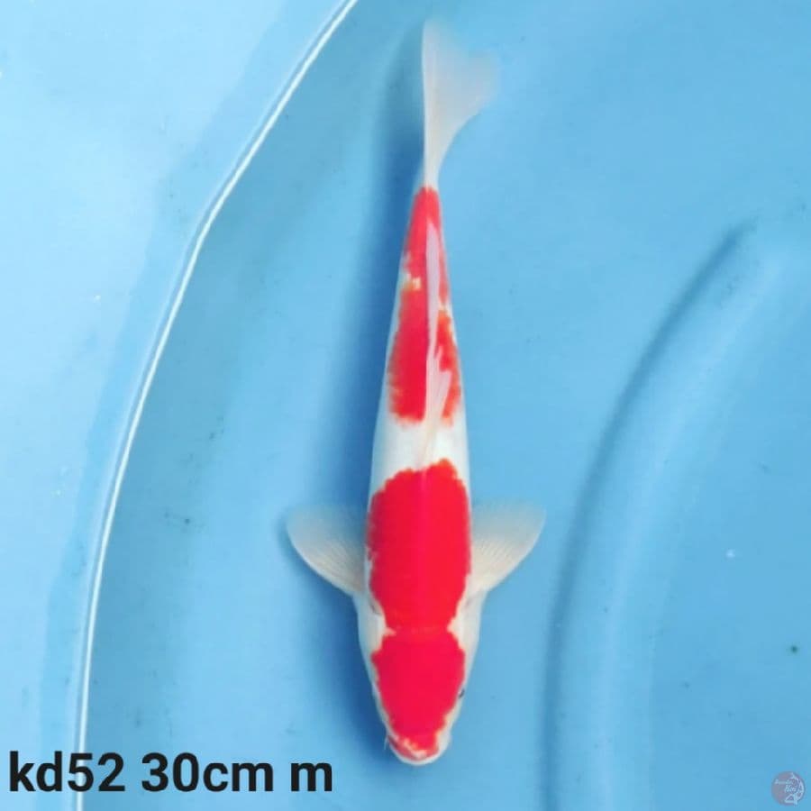 kohaku 30cm