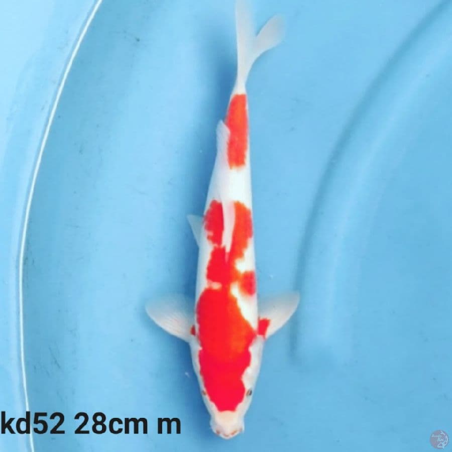 kohaku 28cm