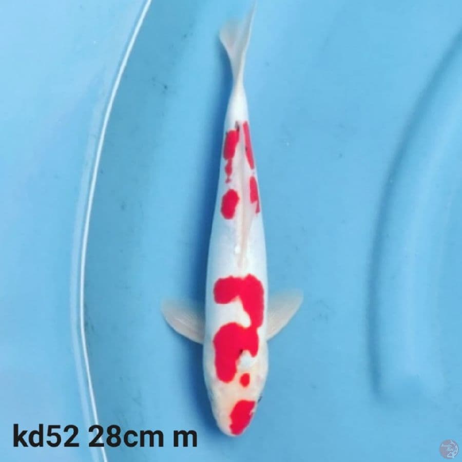 doitsu kohaku 28cm