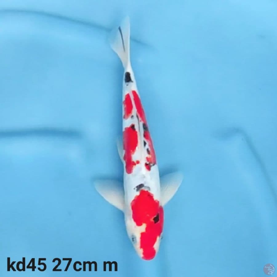 doitsu sanke 27cm