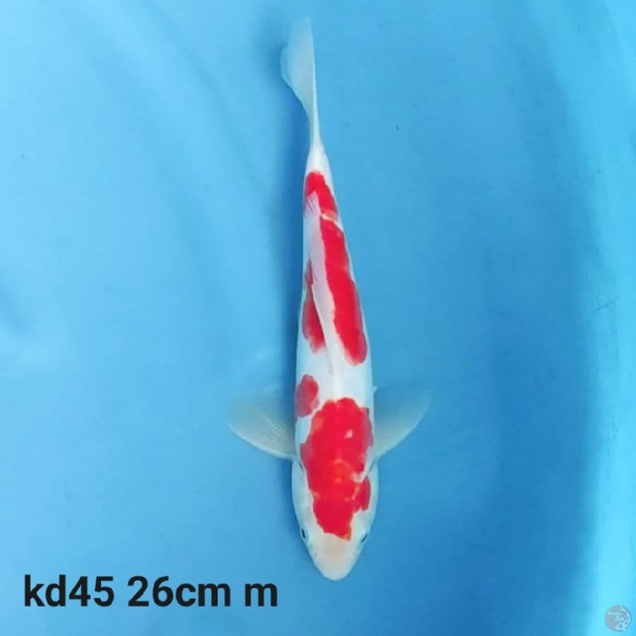 doitsu kohaku 26cm