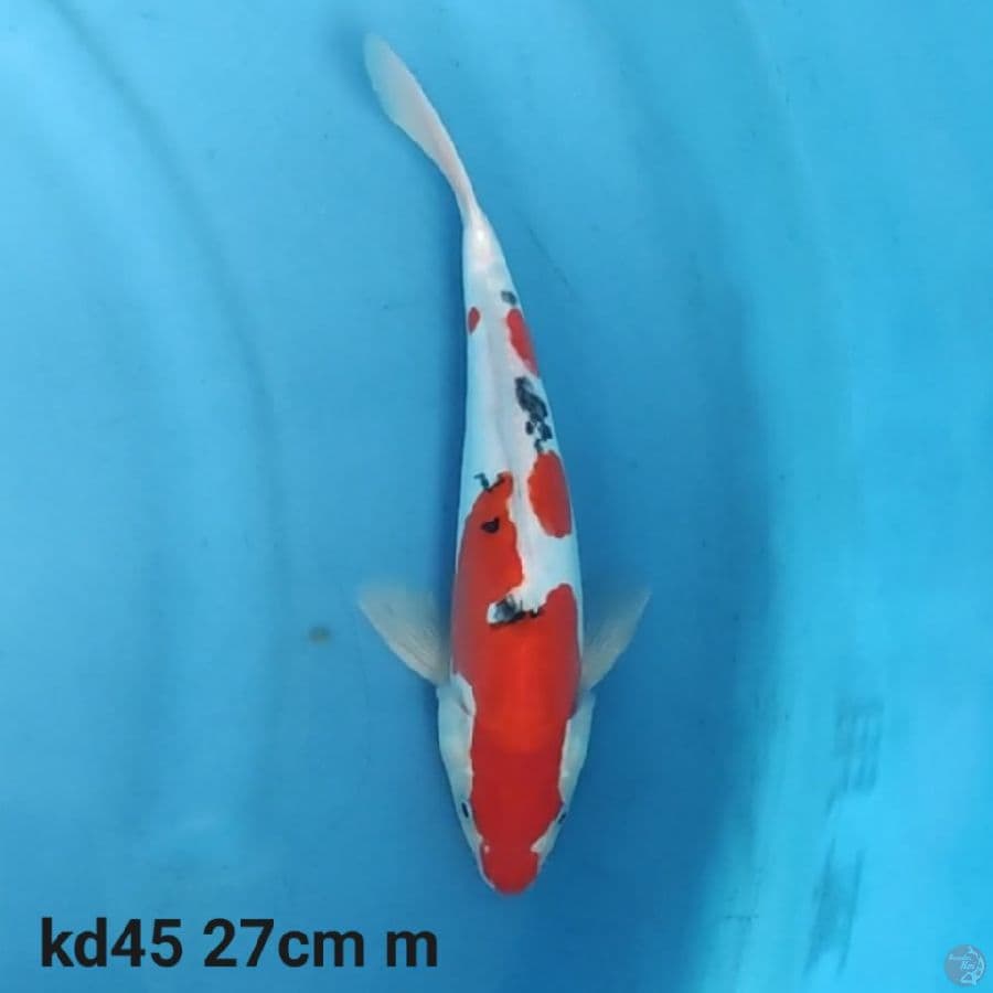 doitsu sanke 27cm