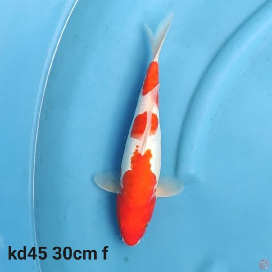 doitsu kohaku 30cm