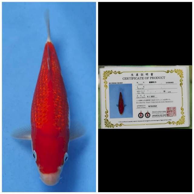 Ogata Kohaku Ginrin