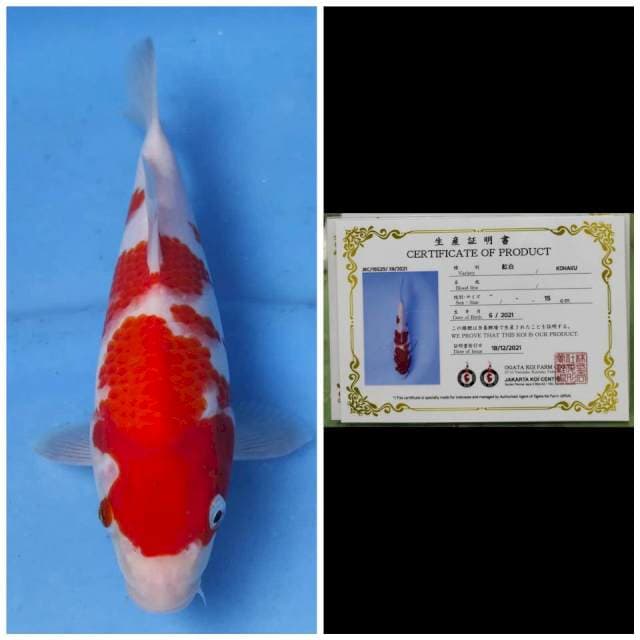 Ogata Kohaku