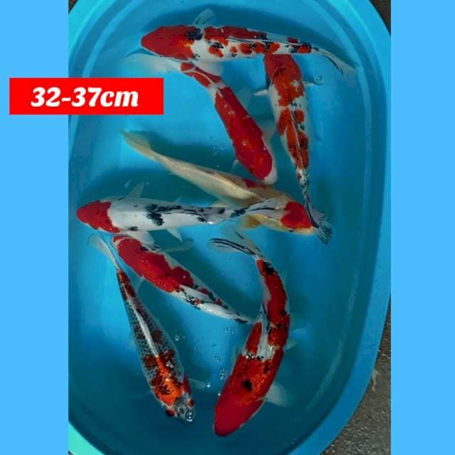 Paket mix 32 37cm