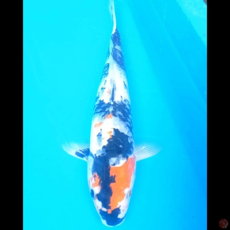 Showa 35 cm, male