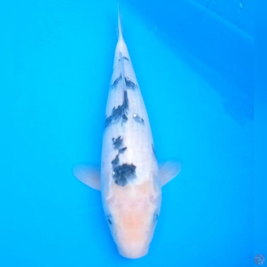 shiro Bekko 30 cm, male