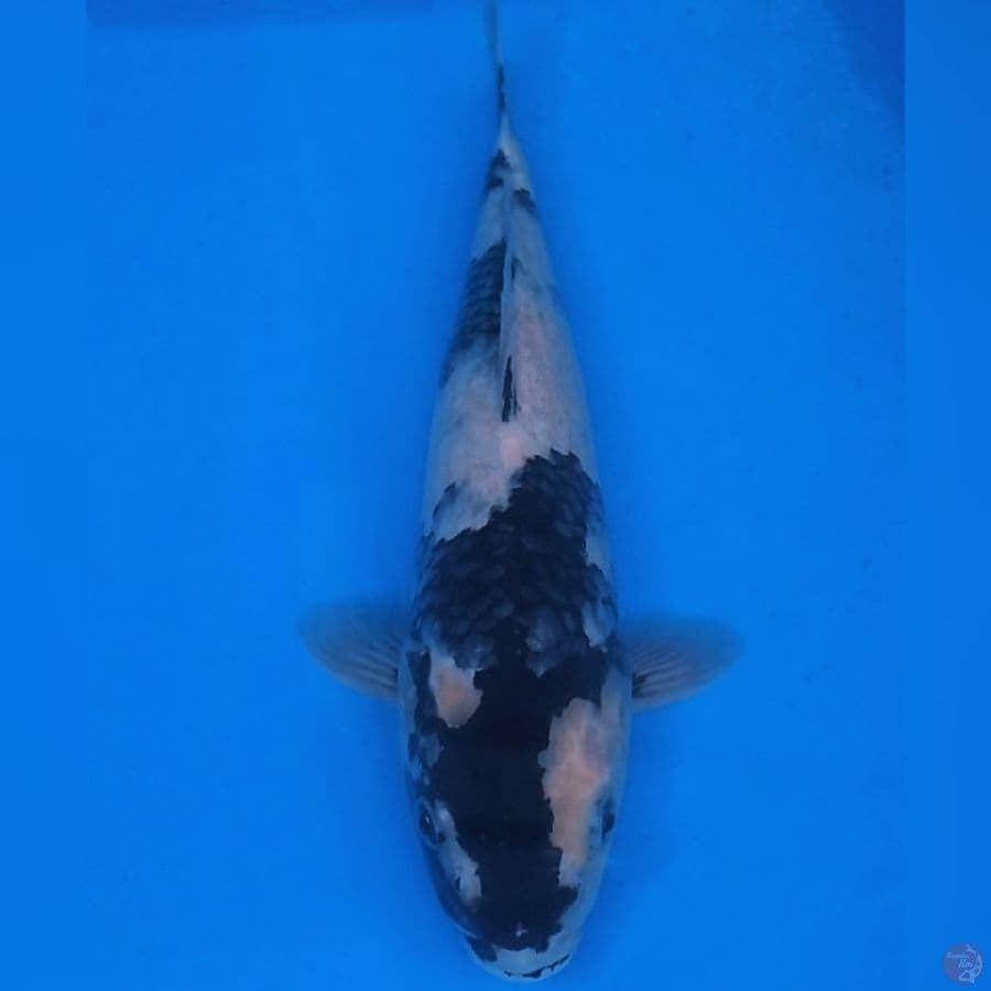 Showa 34 cm, male