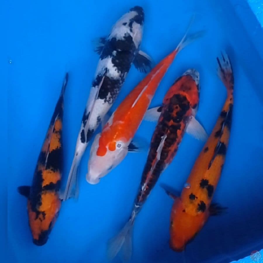 Mix koi 26,30(3 ekr), 32 cm 5 ekr.