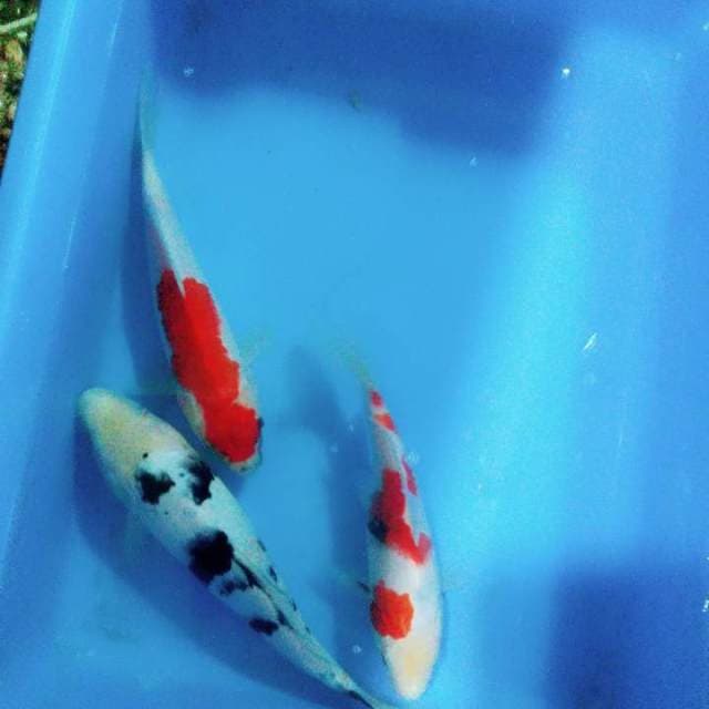 20 sd 23cm