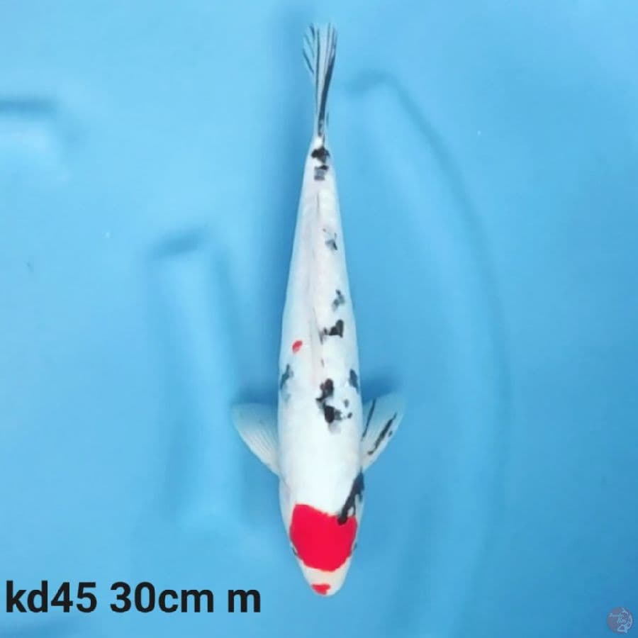 Tancho doitsu 30cm