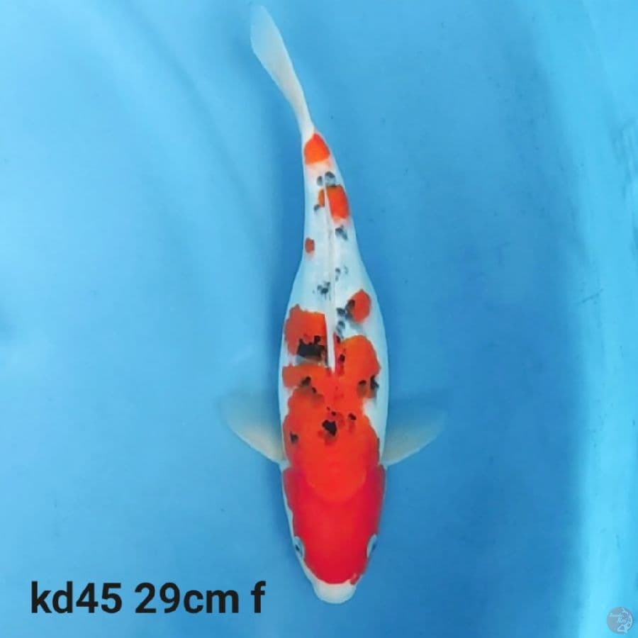 sanke 29cm