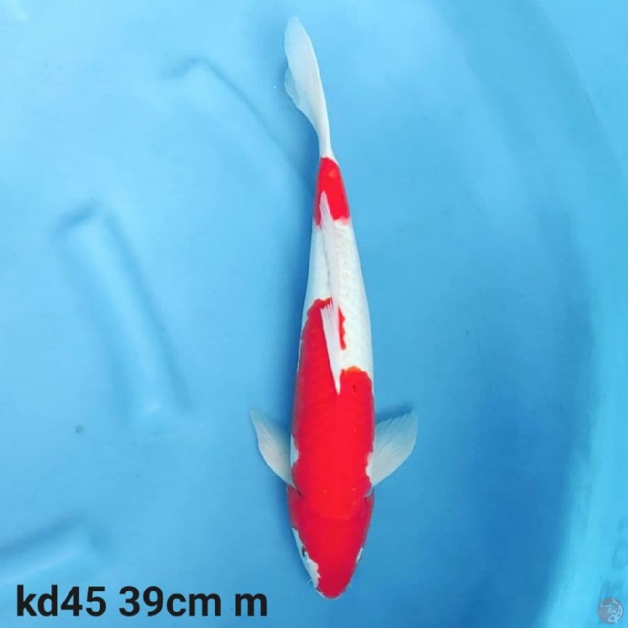 kohaku 39cm