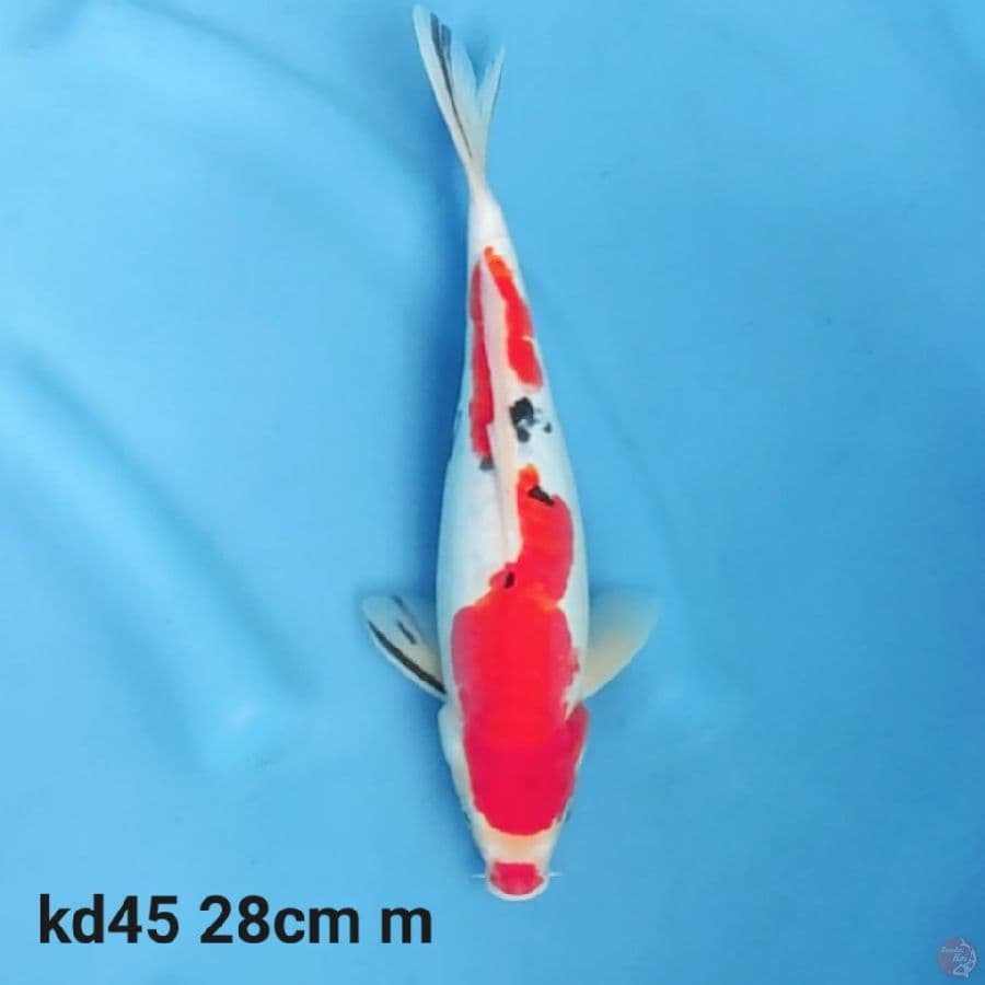 doitsu sanke 28cm