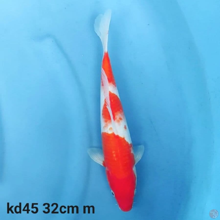 kohaku 3 step