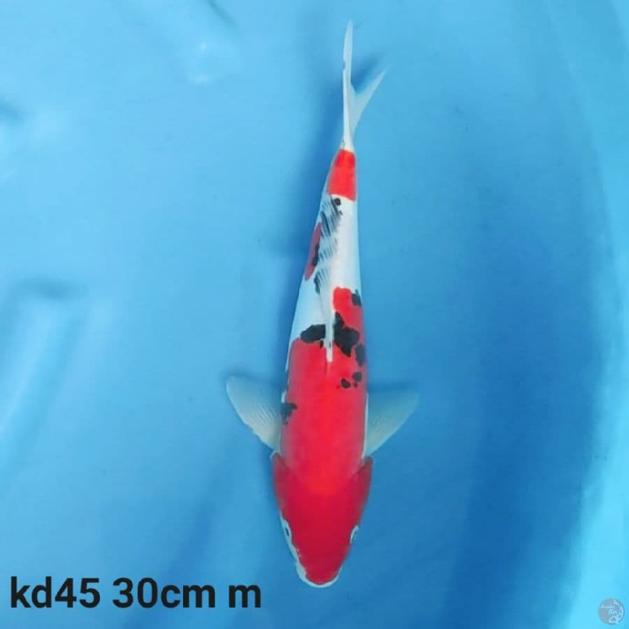 doitsu sanke strong 30cm