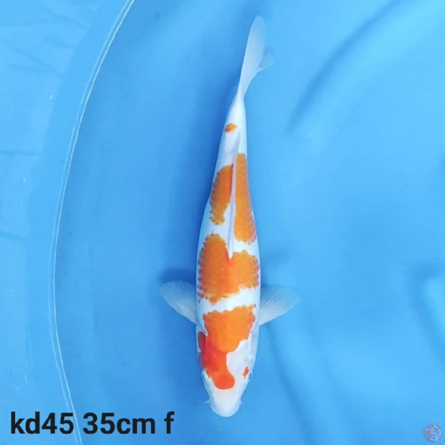kohaku 35cm