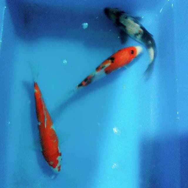 18 sd 20cm